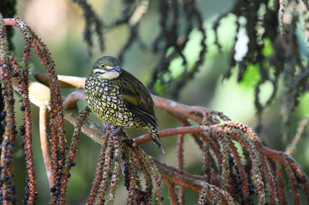 Cotinga écaillé - ML618559301