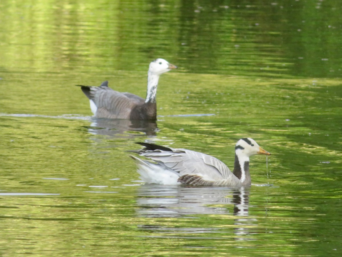 Bar-headed x Barnacle Goose (hybrid) - Thomas Kirby