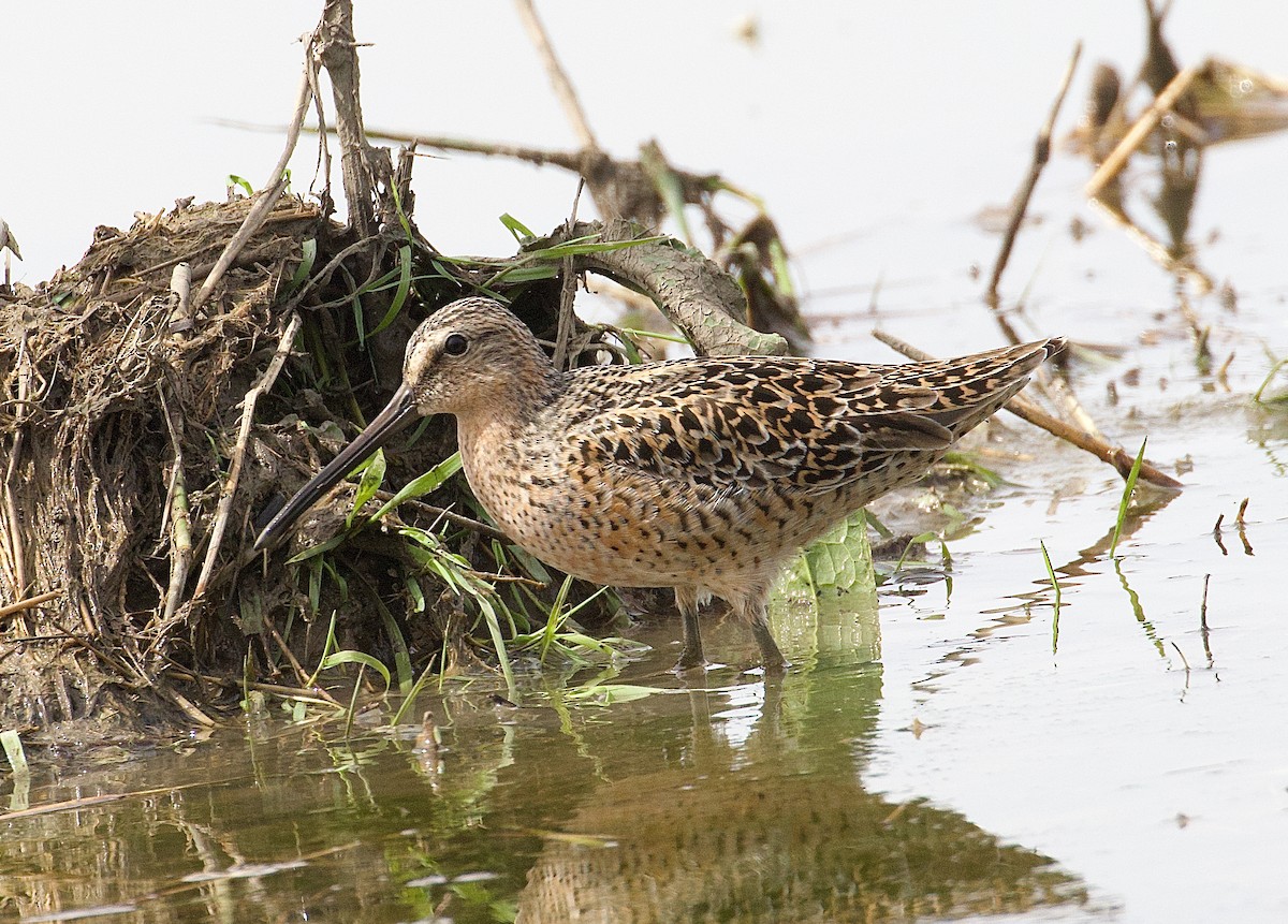 アメリカオオハシシギ - ML618559343