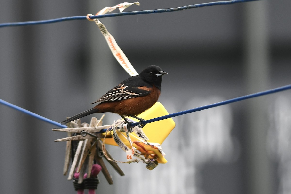 Orchard Oriole - ML618559356