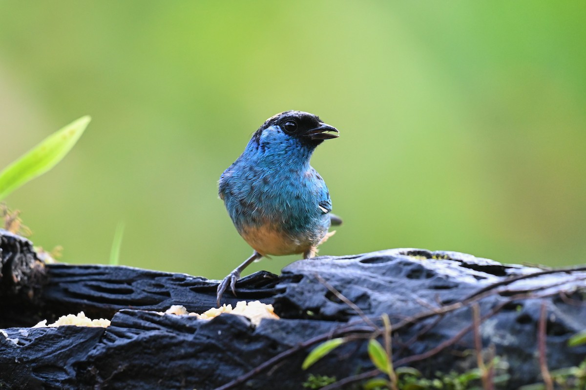 Golden-naped Tanager (Golden-naped) - ML618559361