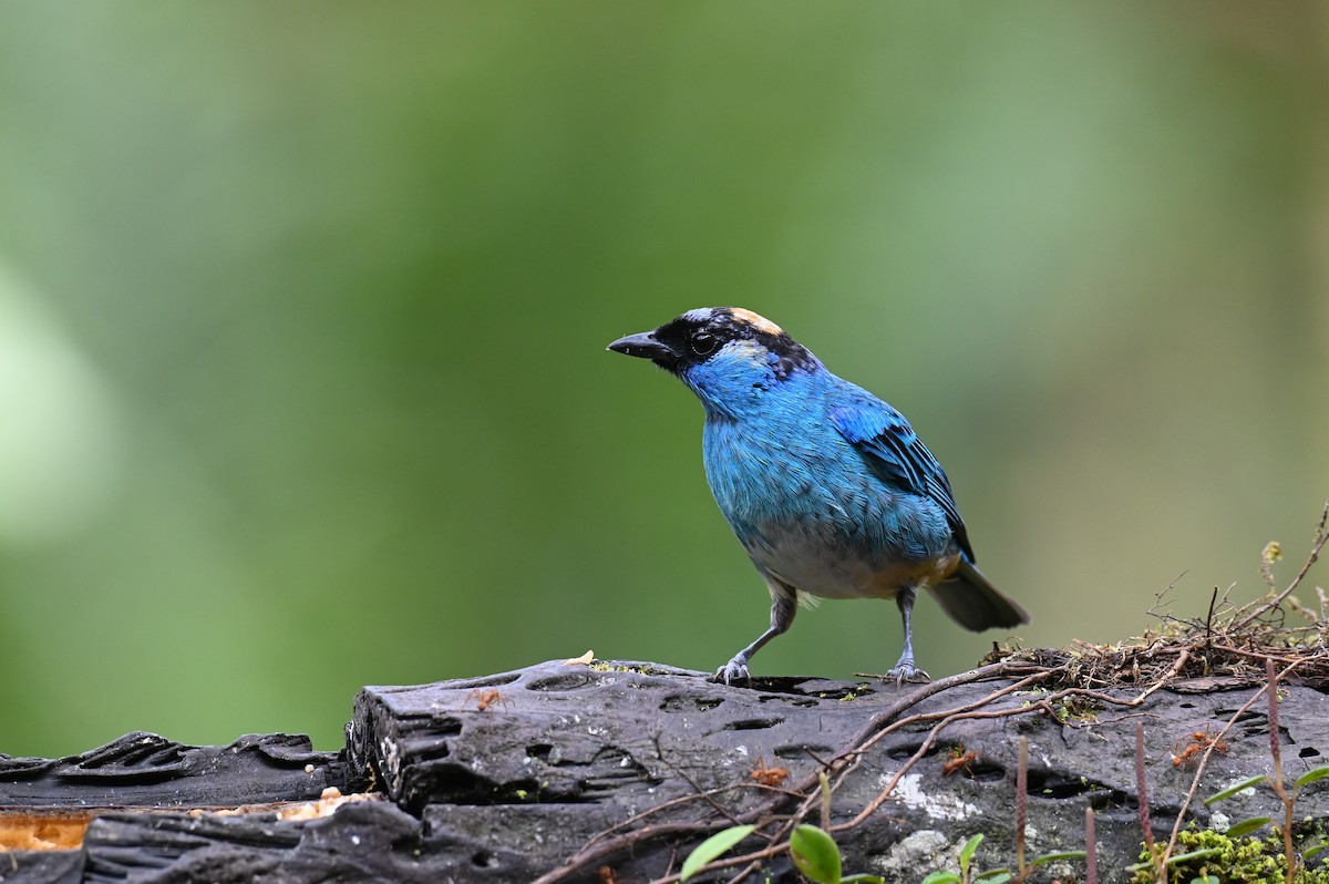 Golden-naped Tanager (Golden-naped) - Hannes Leonard