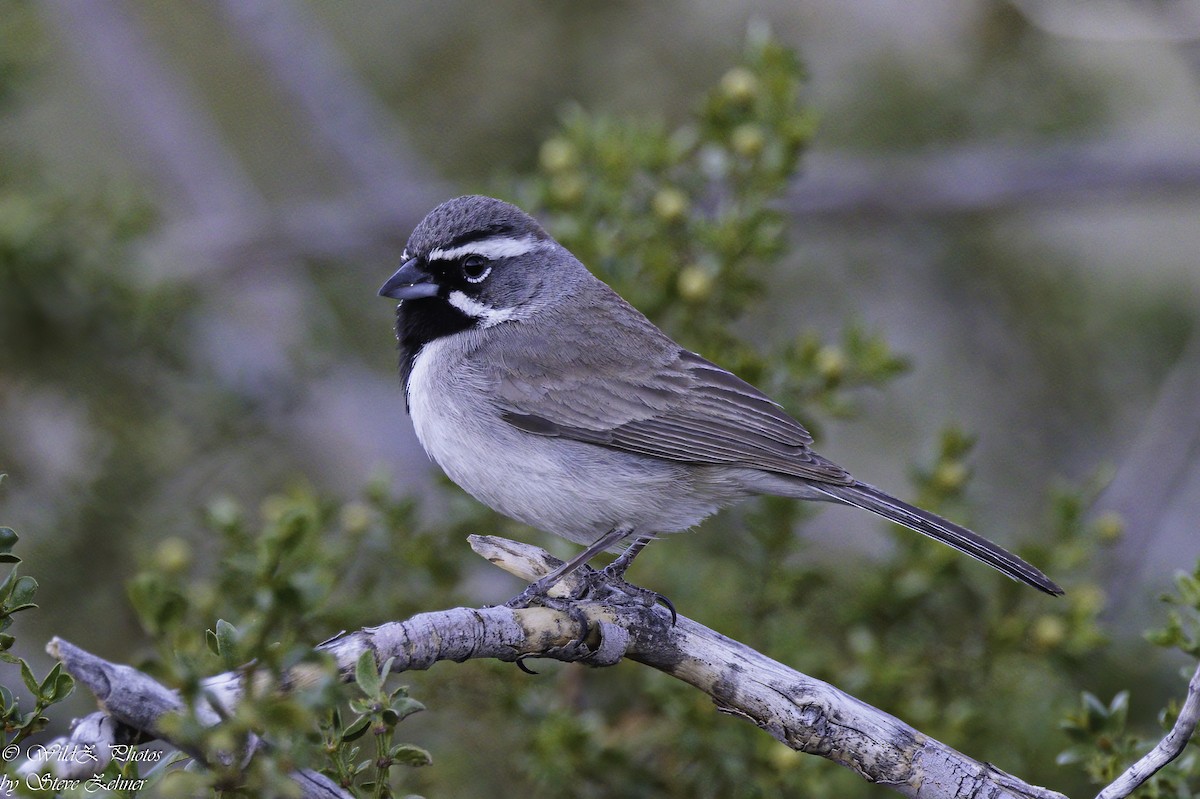 Black-throated Sparrow - Steve Zehner