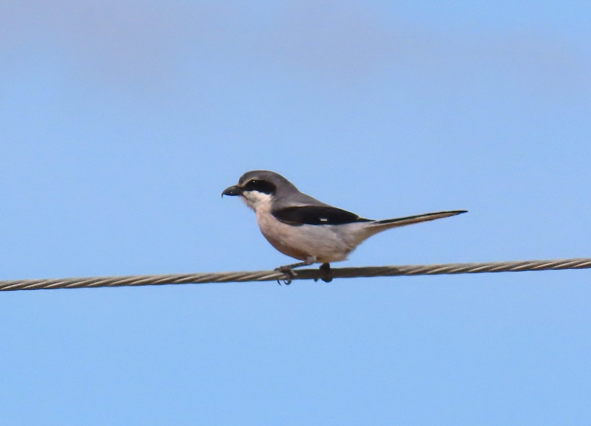 Iberian Gray Shrike - Michael Bowen