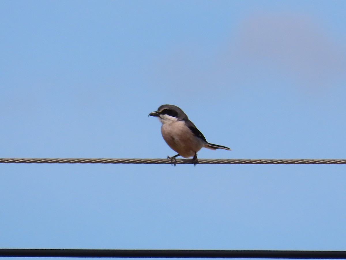 Iberian Gray Shrike - Michael Bowen