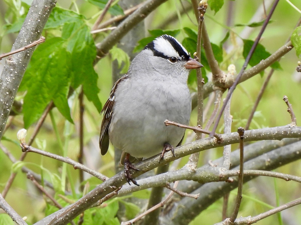 White-crowned Sparrow - nikki bryer-kraft