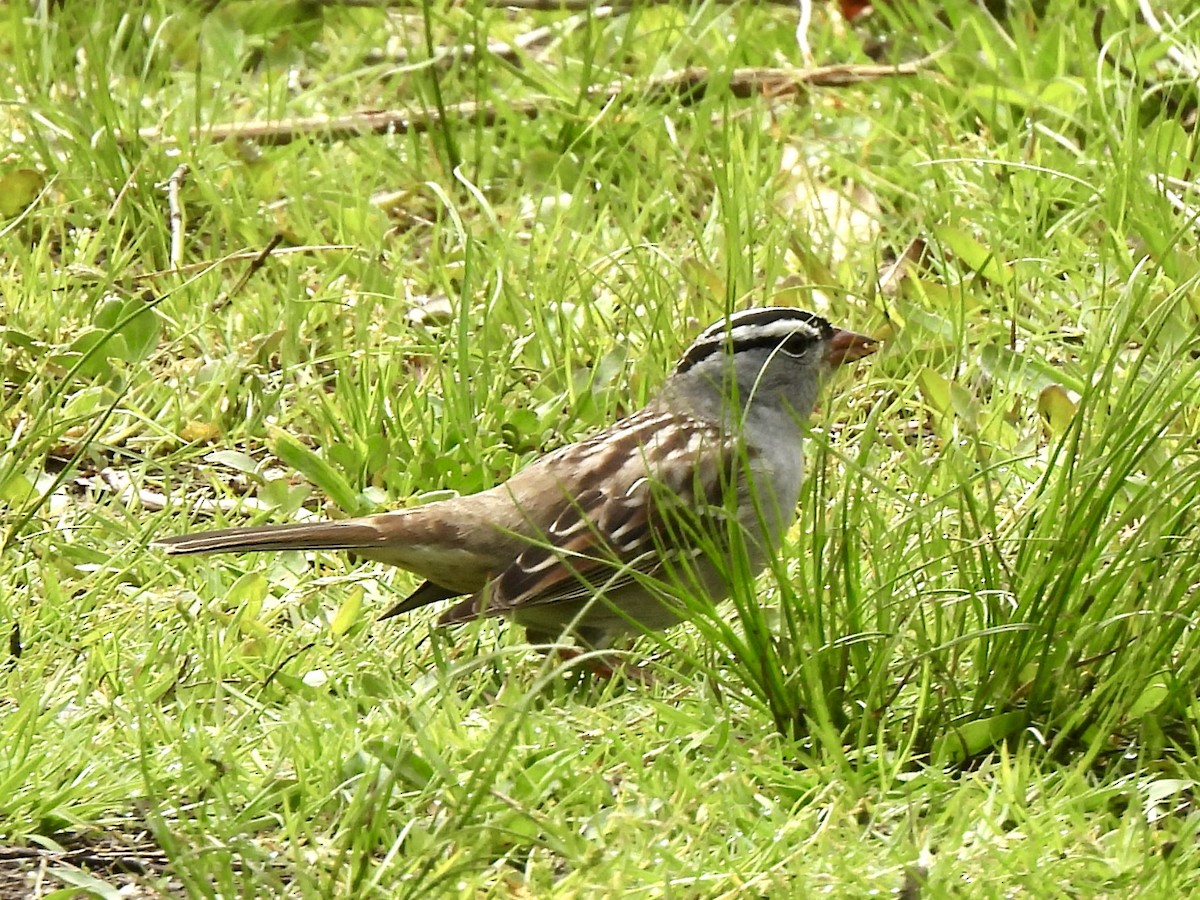 White-crowned Sparrow - nikki bryer-kraft