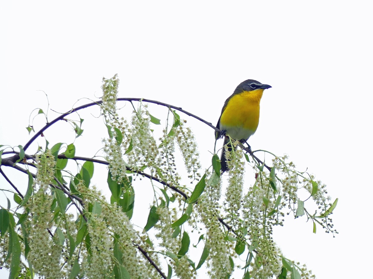 Yellow-breasted Chat - ML618559478