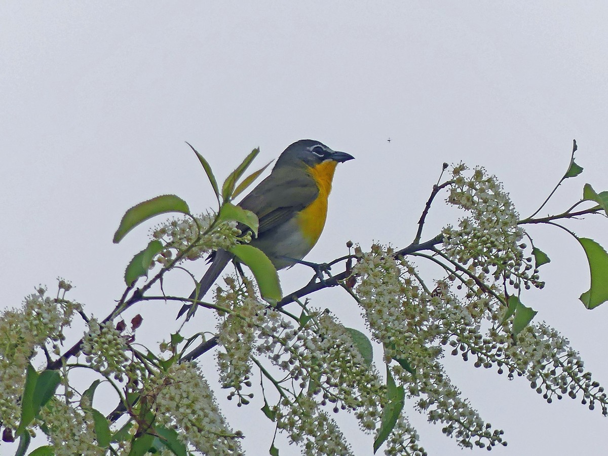 Yellow-breasted Chat - ML618559479
