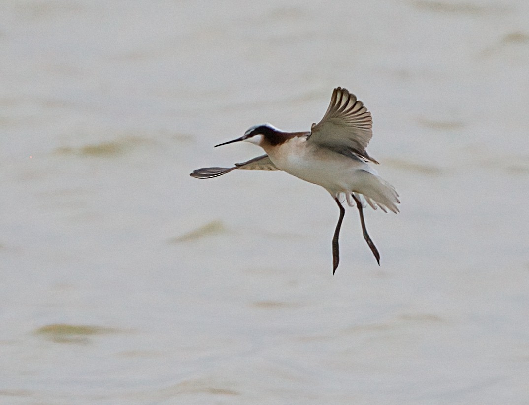 Wilson's Phalarope - ML618559539