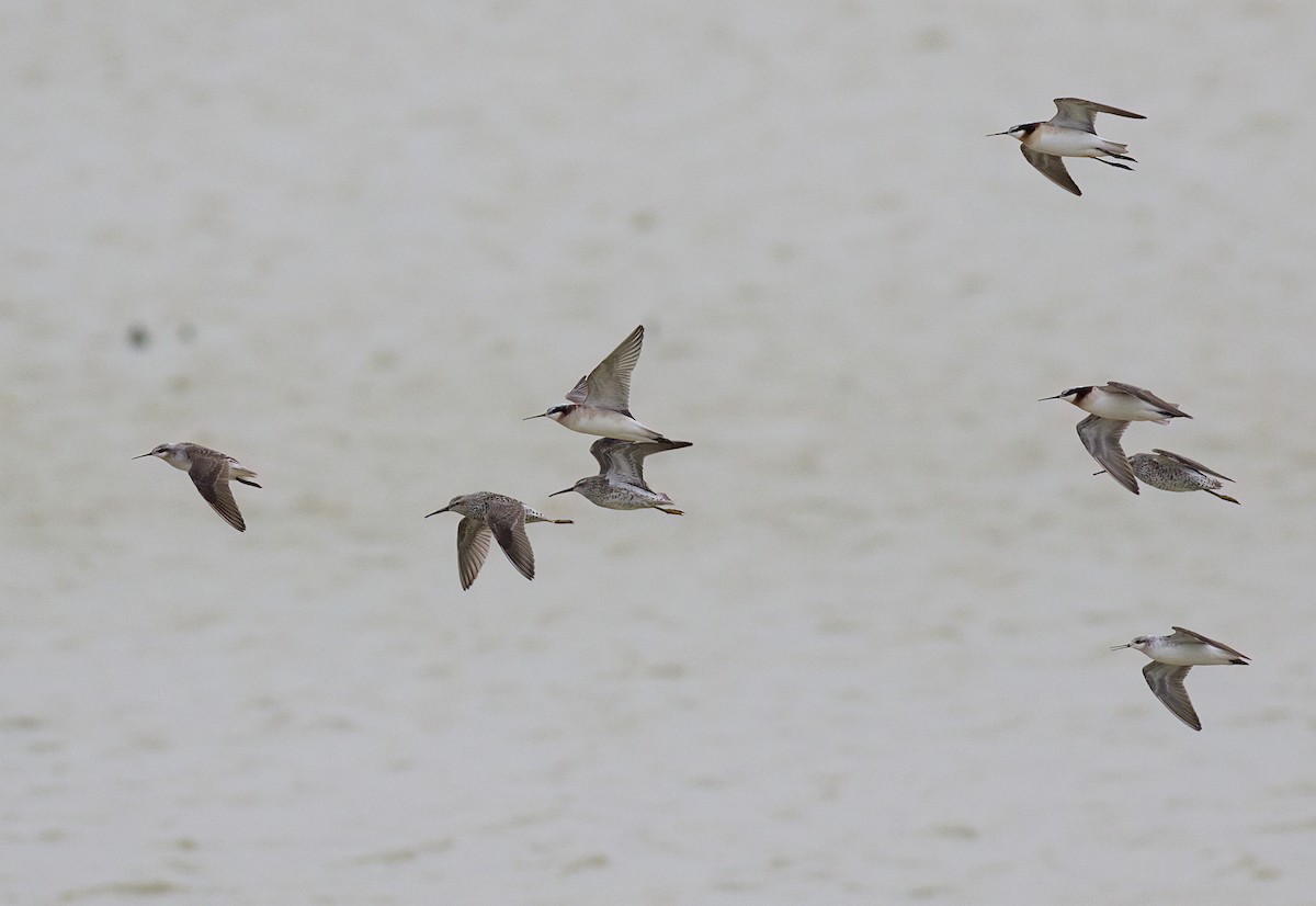 Phalarope de Wilson - ML618559563