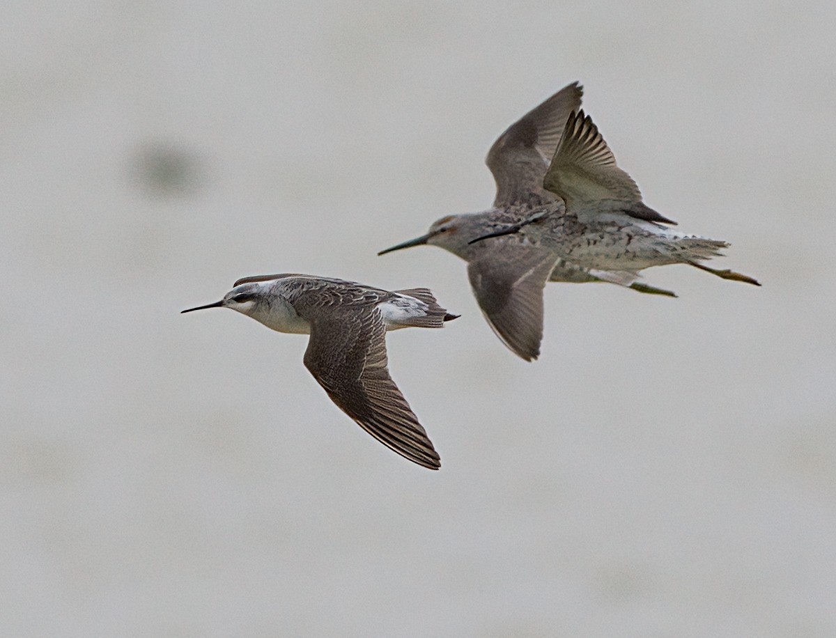 Wilson's Phalarope - ML618559567