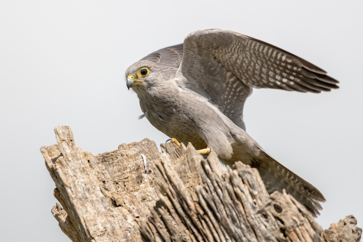 Gray Kestrel - Daniel Danckwerts (Rockjumper Birding Tours)