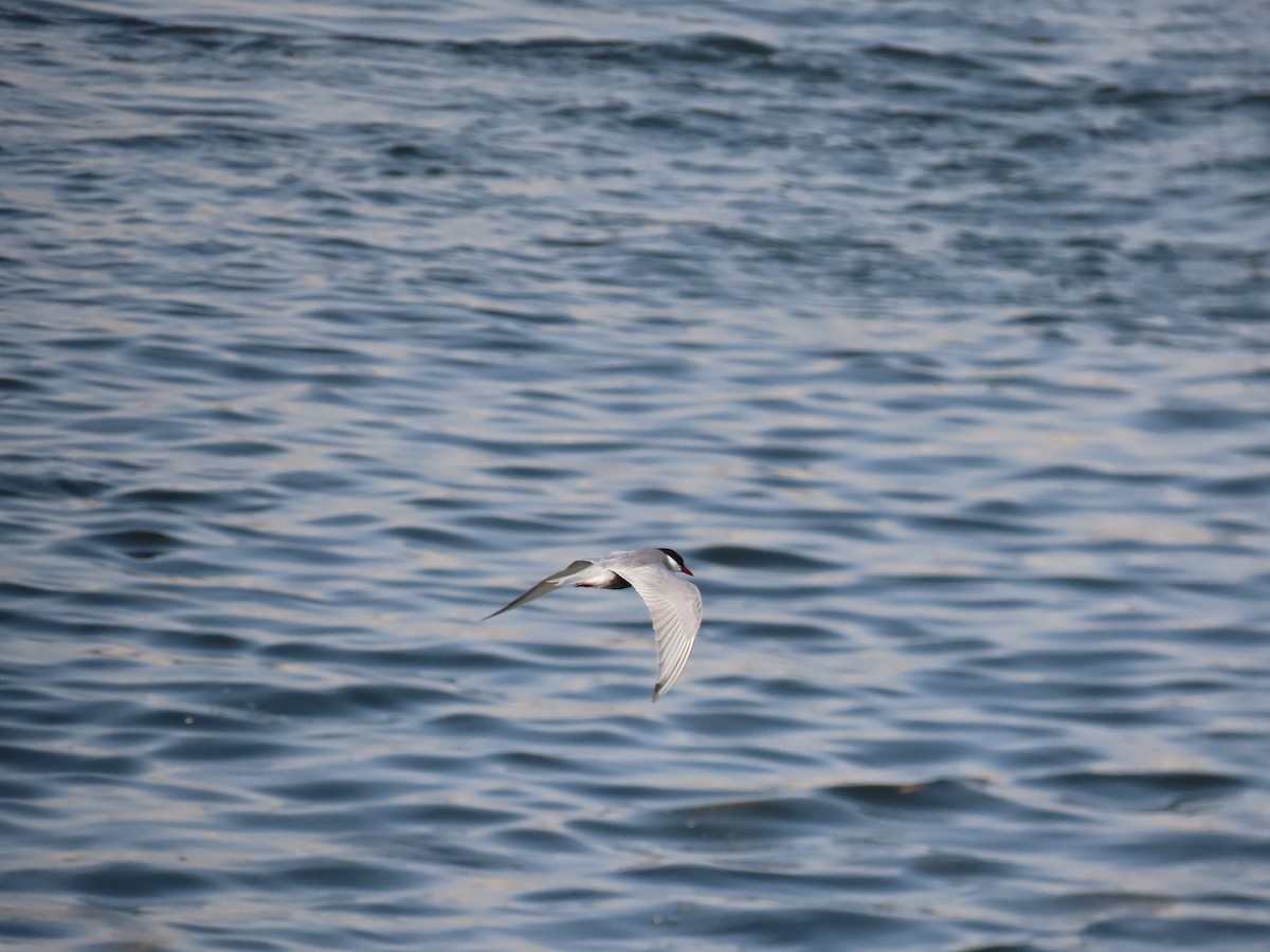 Weißbart-Seeschwalbe - ML618559598