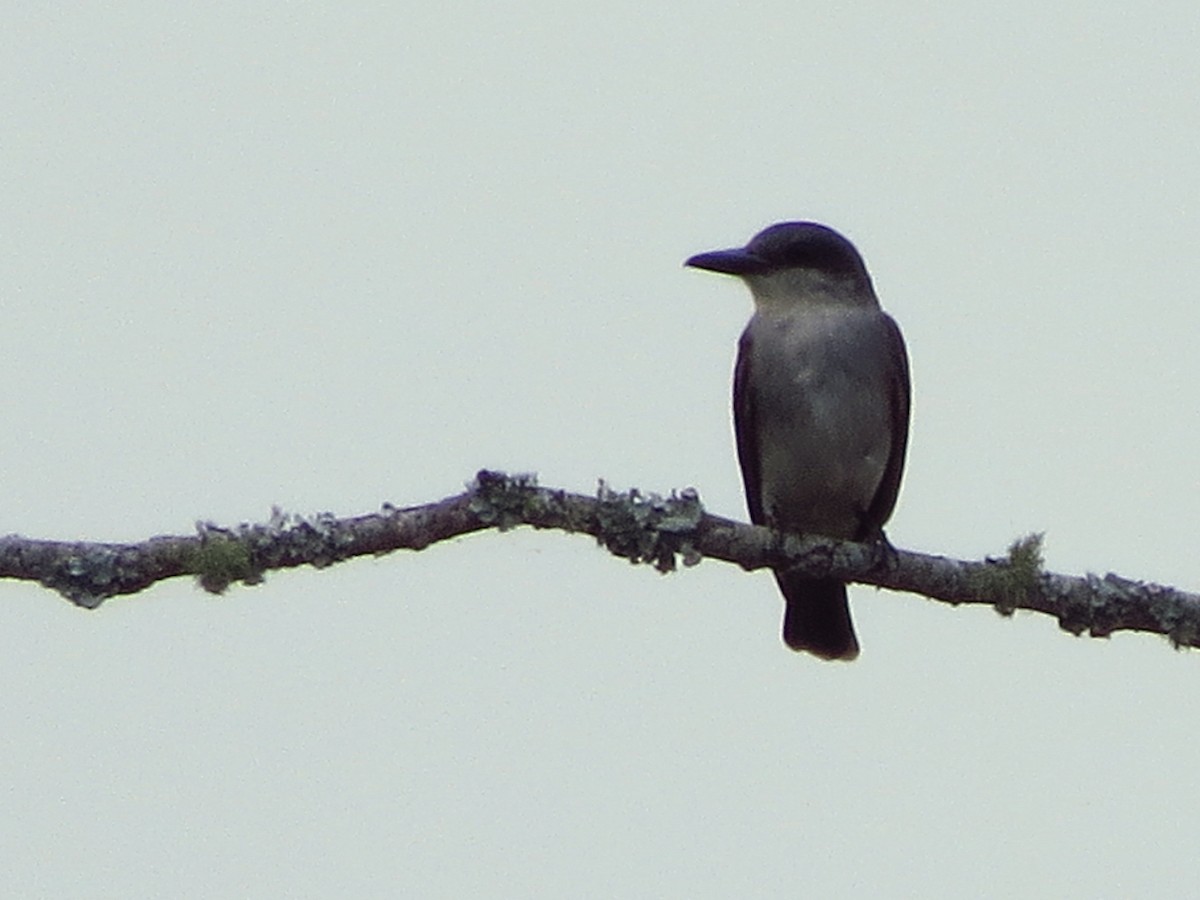 Gray Kingbird - Tammy Hester