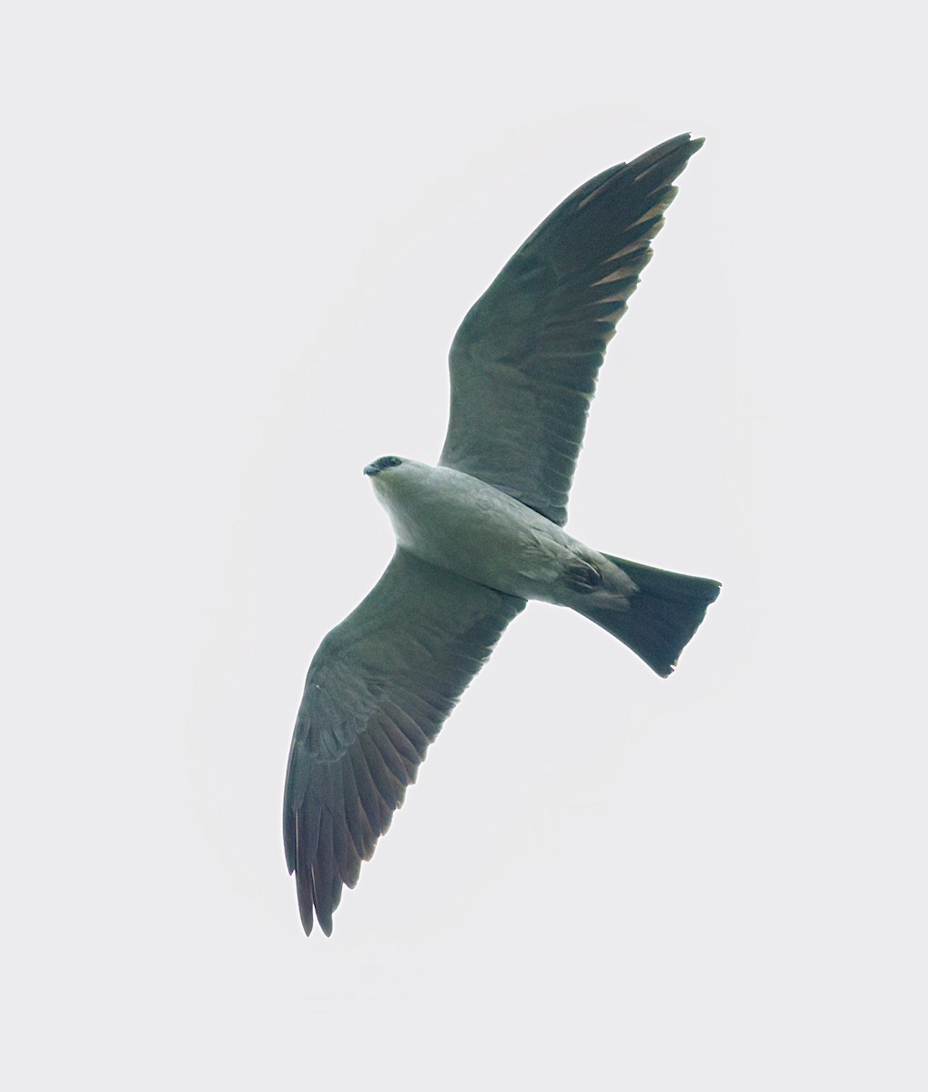 Mississippi Kite - John Gluth