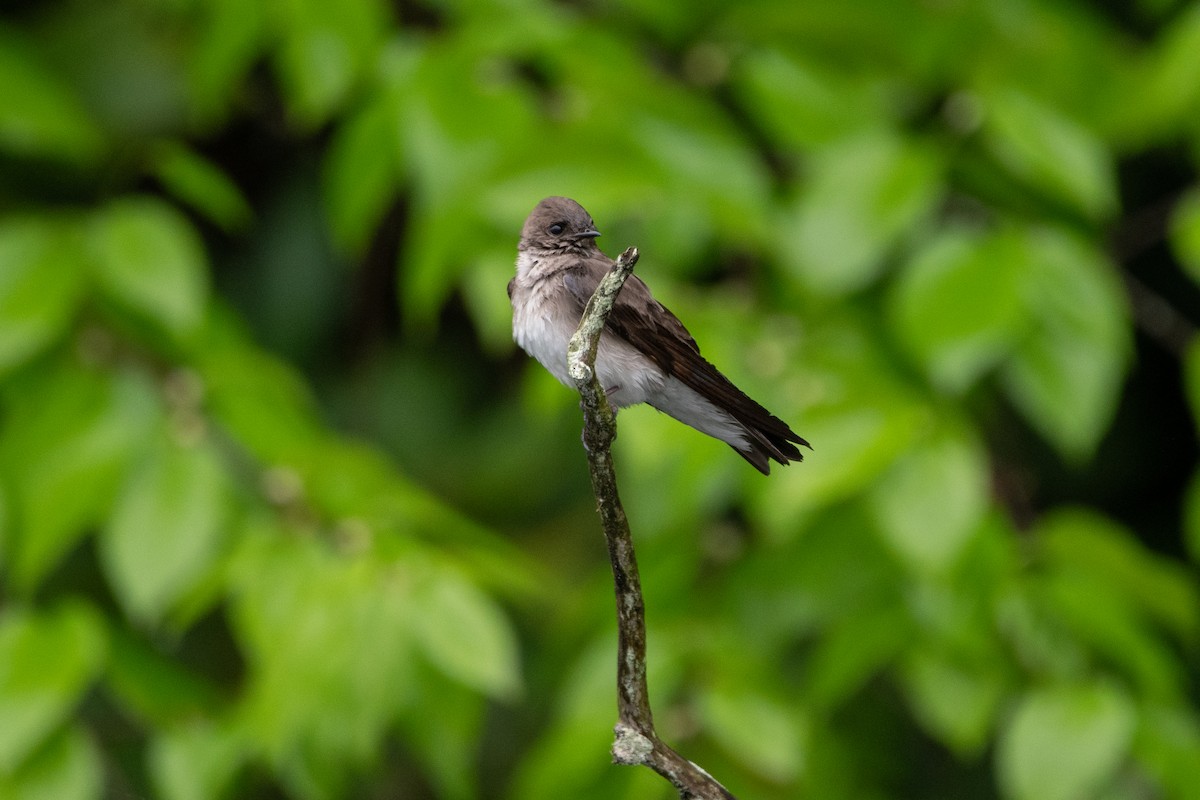 Northern Rough-winged Swallow - ML618559730