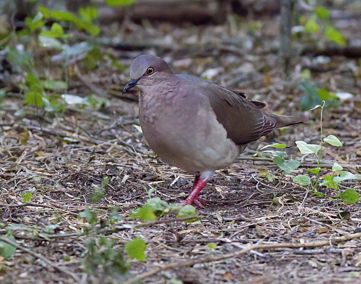 White-tipped Dove - ML618559755