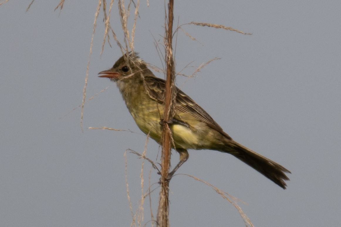 Mottle-backed Elaenia - Ross Bartholomew