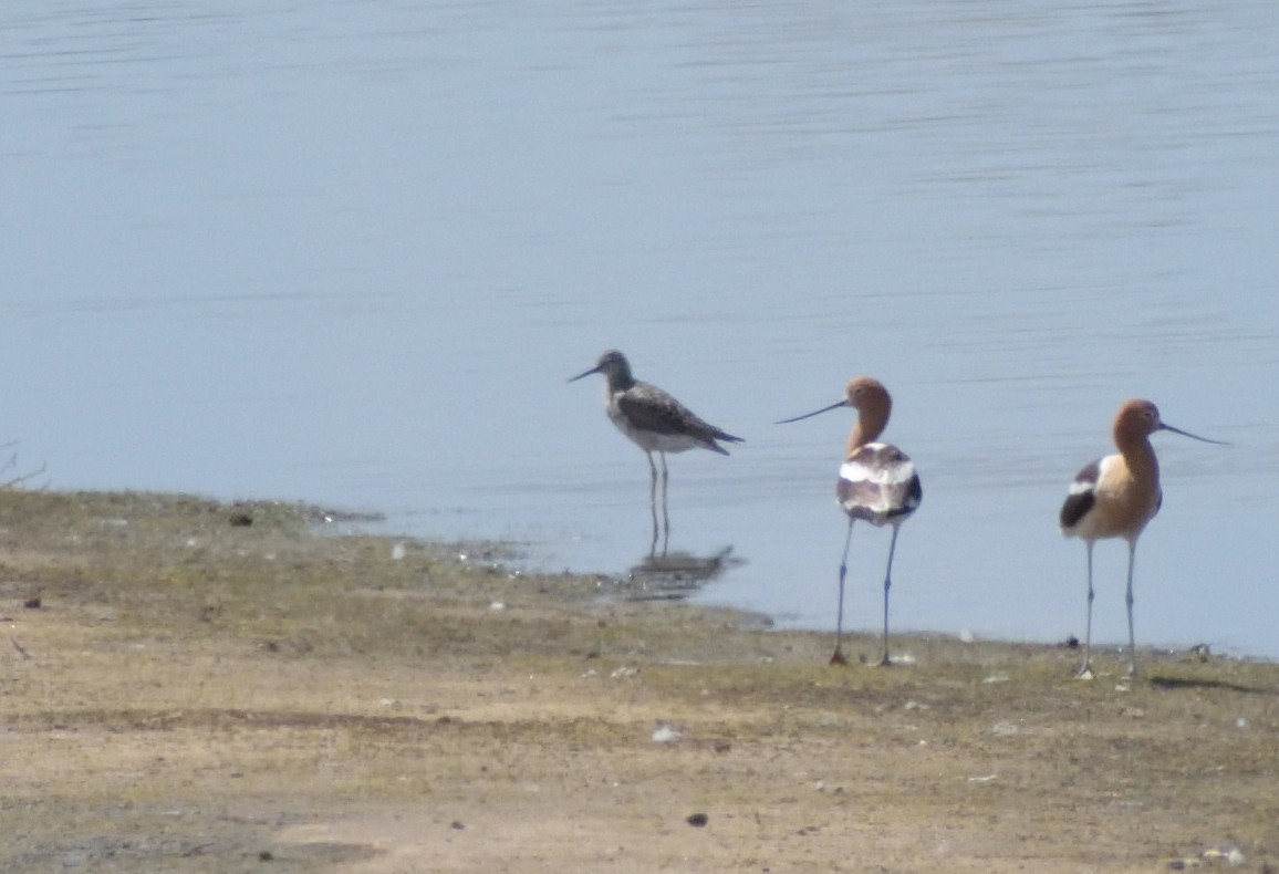 Greater Yellowlegs - ML618559778