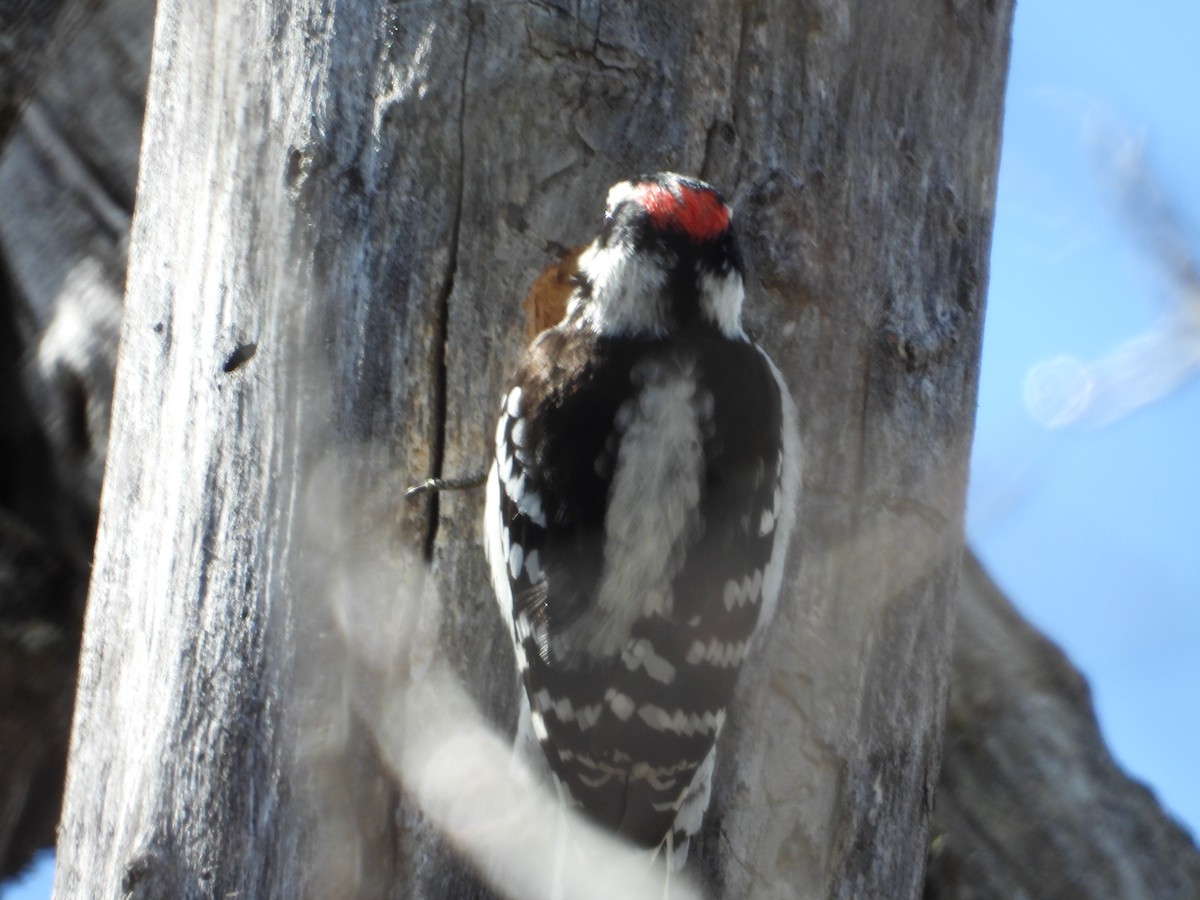 Downy Woodpecker - ML618559788