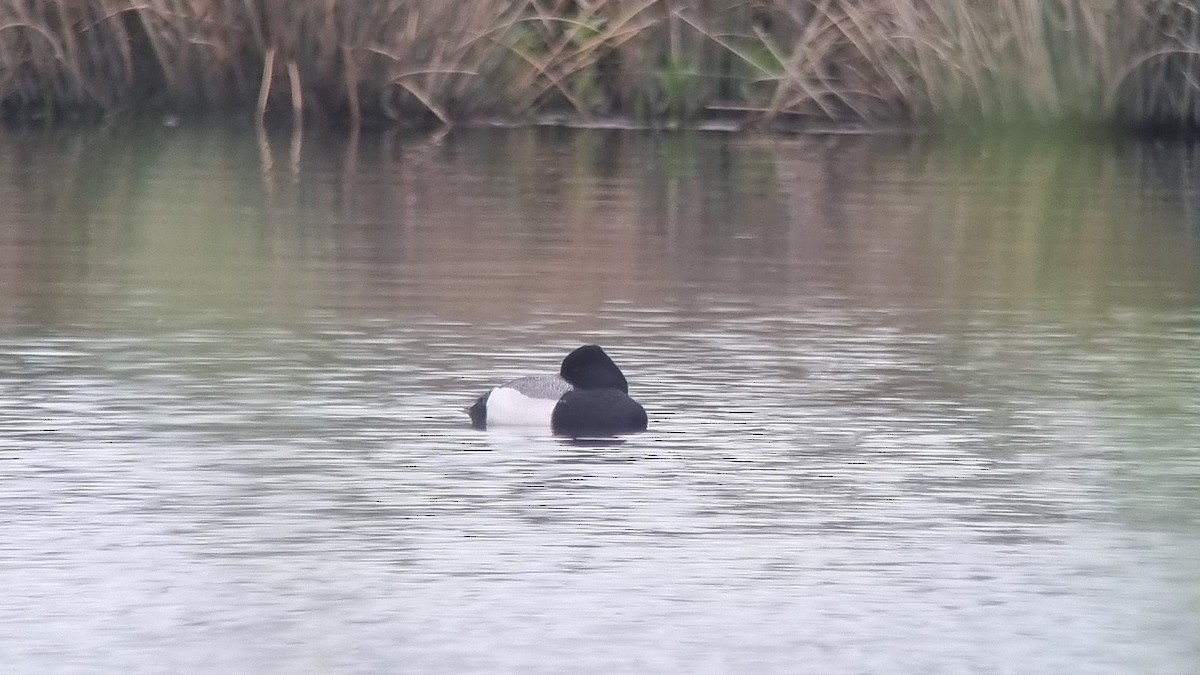 Lesser Scaup - ML618559815