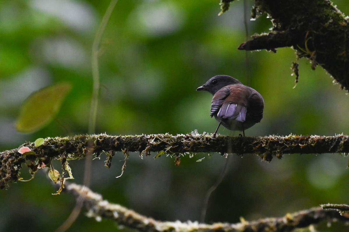 Andean Solitaire (plumbeiceps) - Hannes Leonard