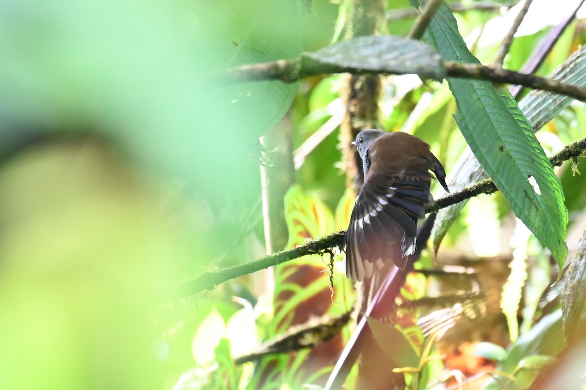 Andean Solitaire (plumbeiceps) - ML618559832