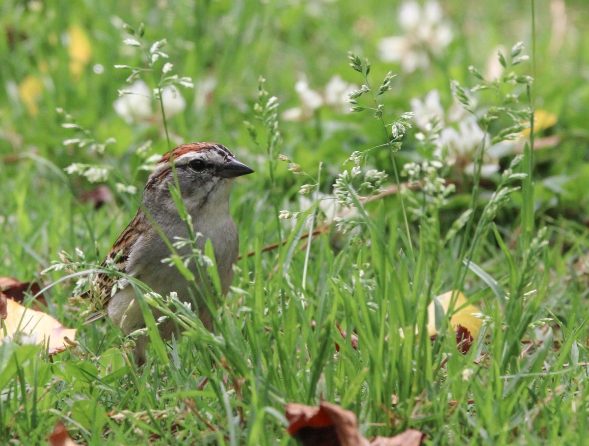 Chipping Sparrow - ML618559842