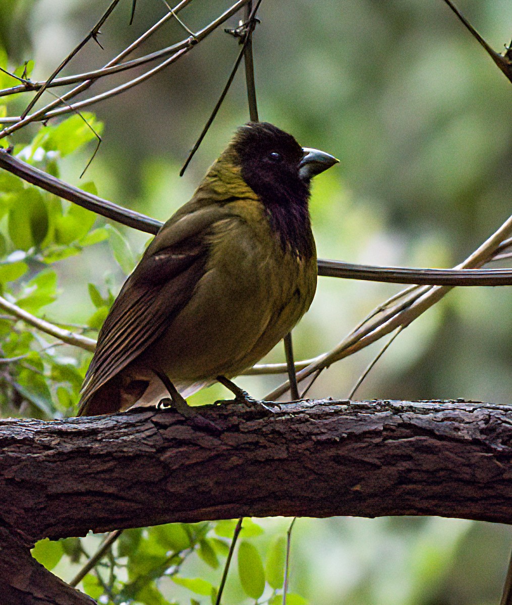 Crimson-collared Grosbeak - John Gluth