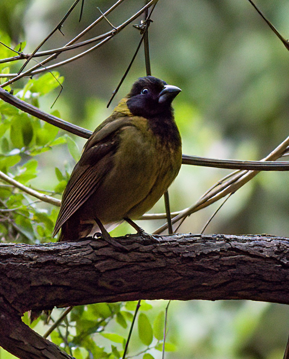 Crimson-collared Grosbeak - John Gluth