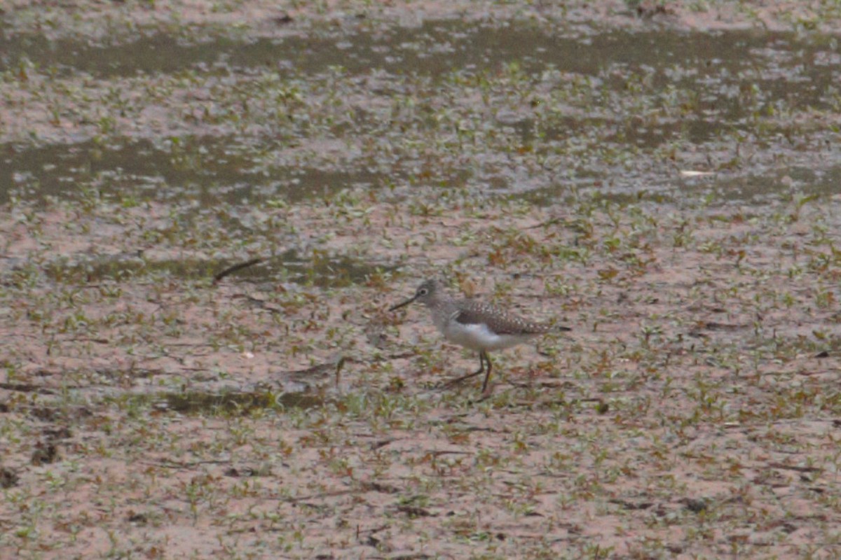 Solitary Sandpiper - ML618559873