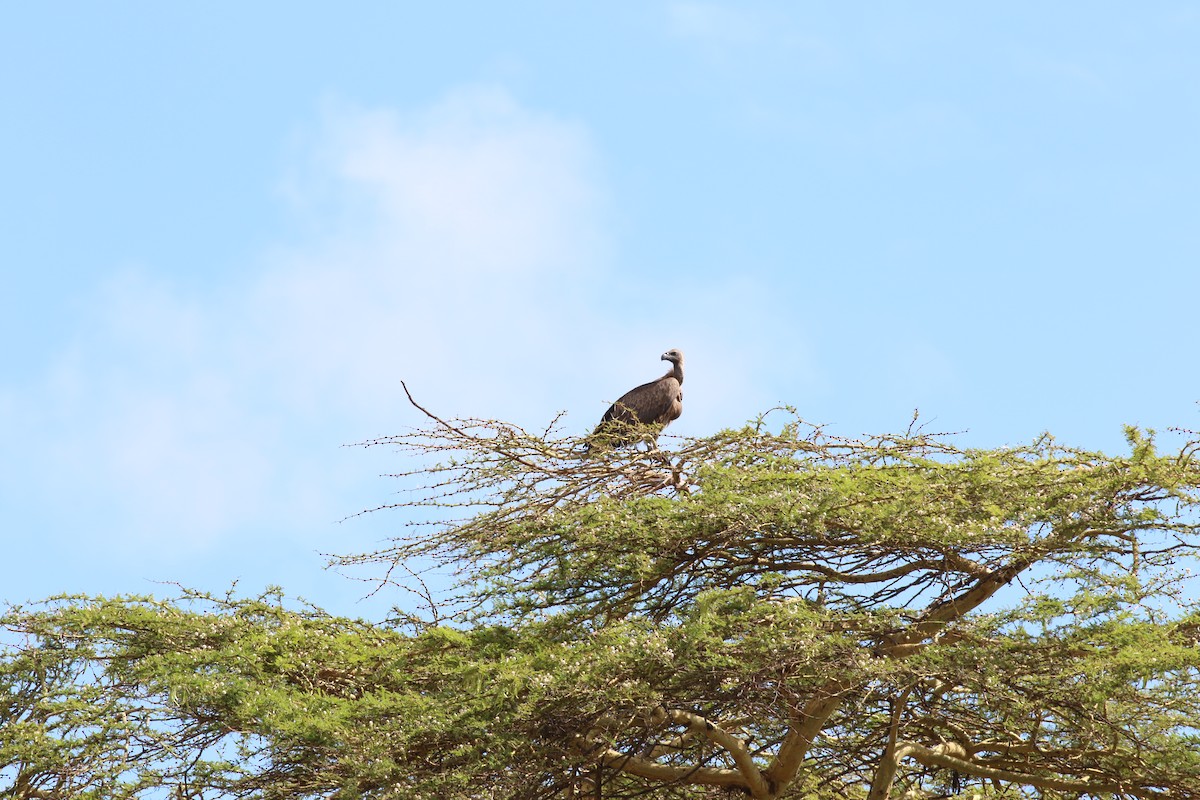 White-backed Vulture - Nico Heyning