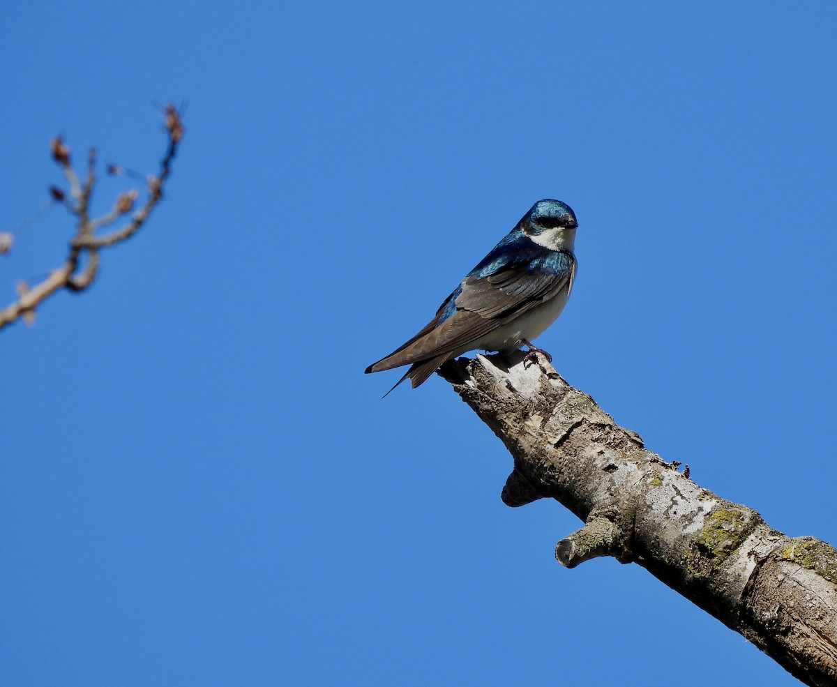 Tree Swallow - William McClellan