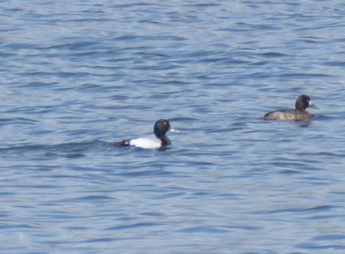Greater Scaup - ML618559950