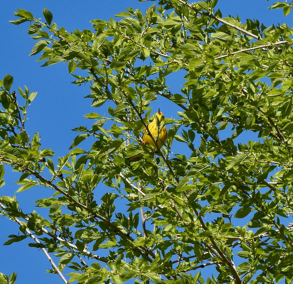 Yellow Warbler - William McClellan