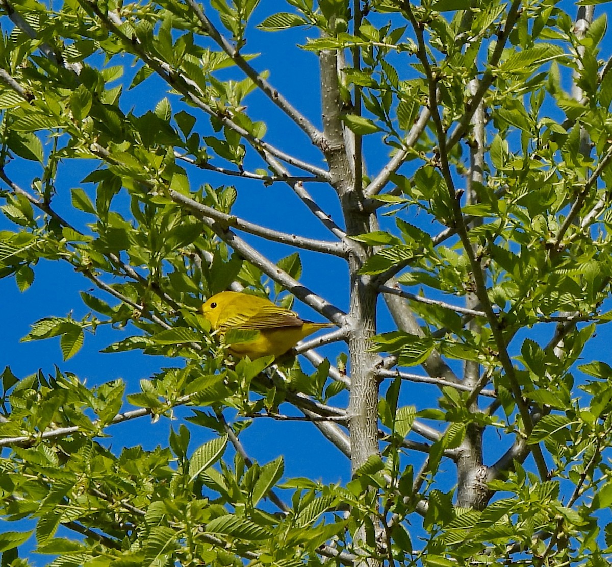 Yellow Warbler - William McClellan