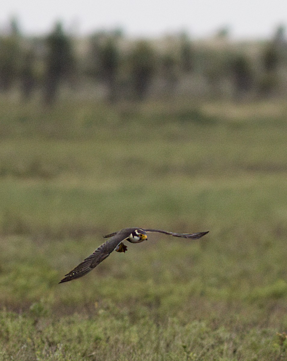 Aplomado Falcon - John Gluth