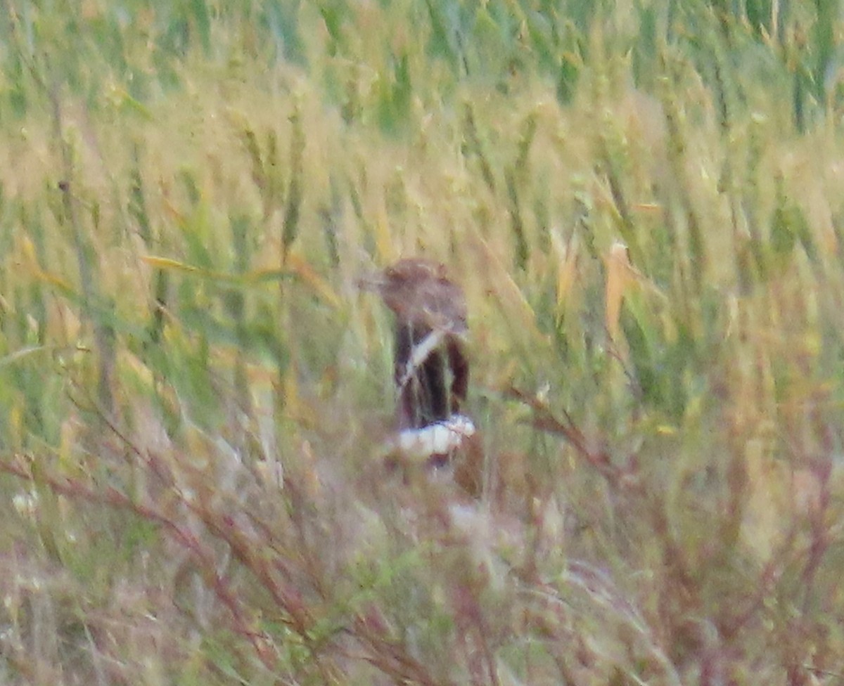 Little Bustard - Michael Bowen