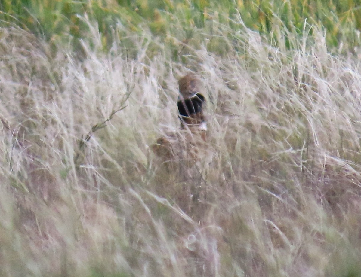 Little Bustard - Michael Bowen