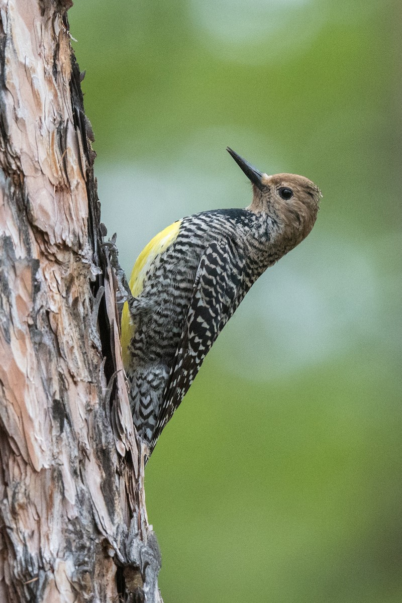 Williamson's Sapsucker - ML618560005