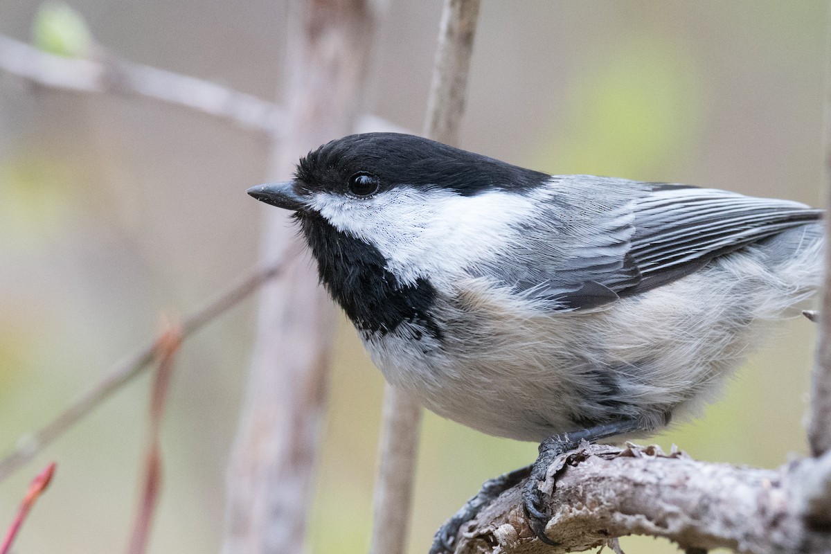 Black-capped Chickadee - Steve Flood