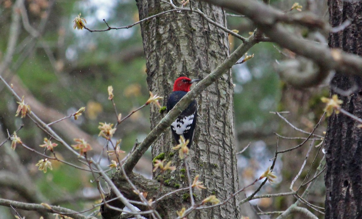 Red-headed Woodpecker - ML618560073
