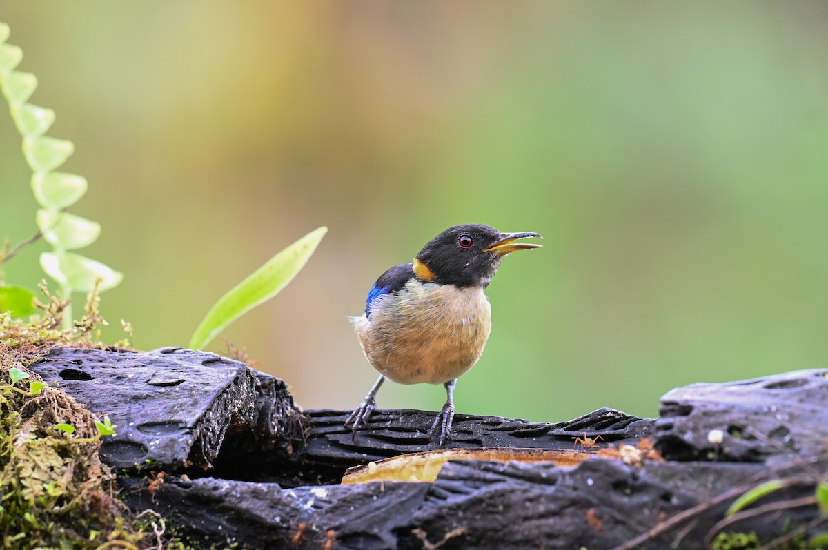 Golden-collared Honeycreeper - ML618560078