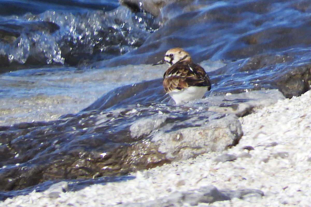 Ruddy Turnstone - ML618560080