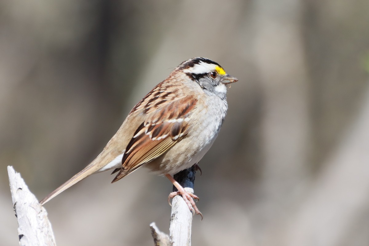 White-throated Sparrow - ML618560101