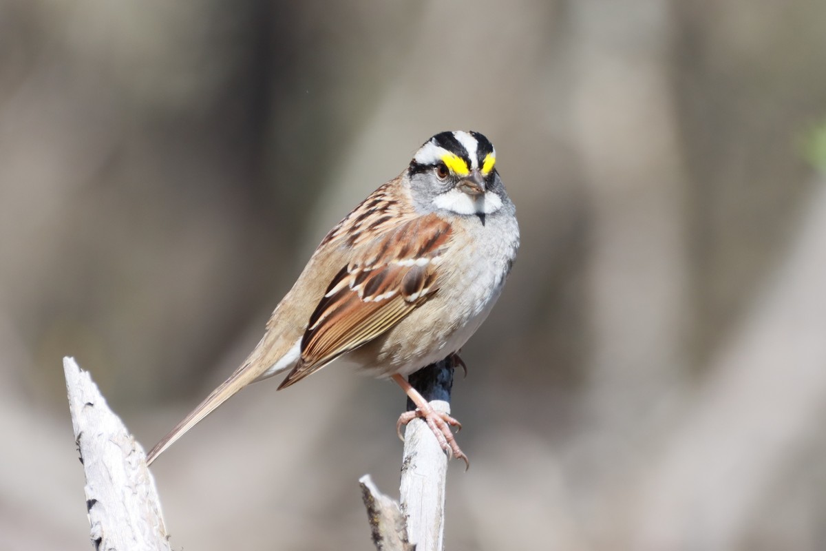 White-throated Sparrow - ML618560102