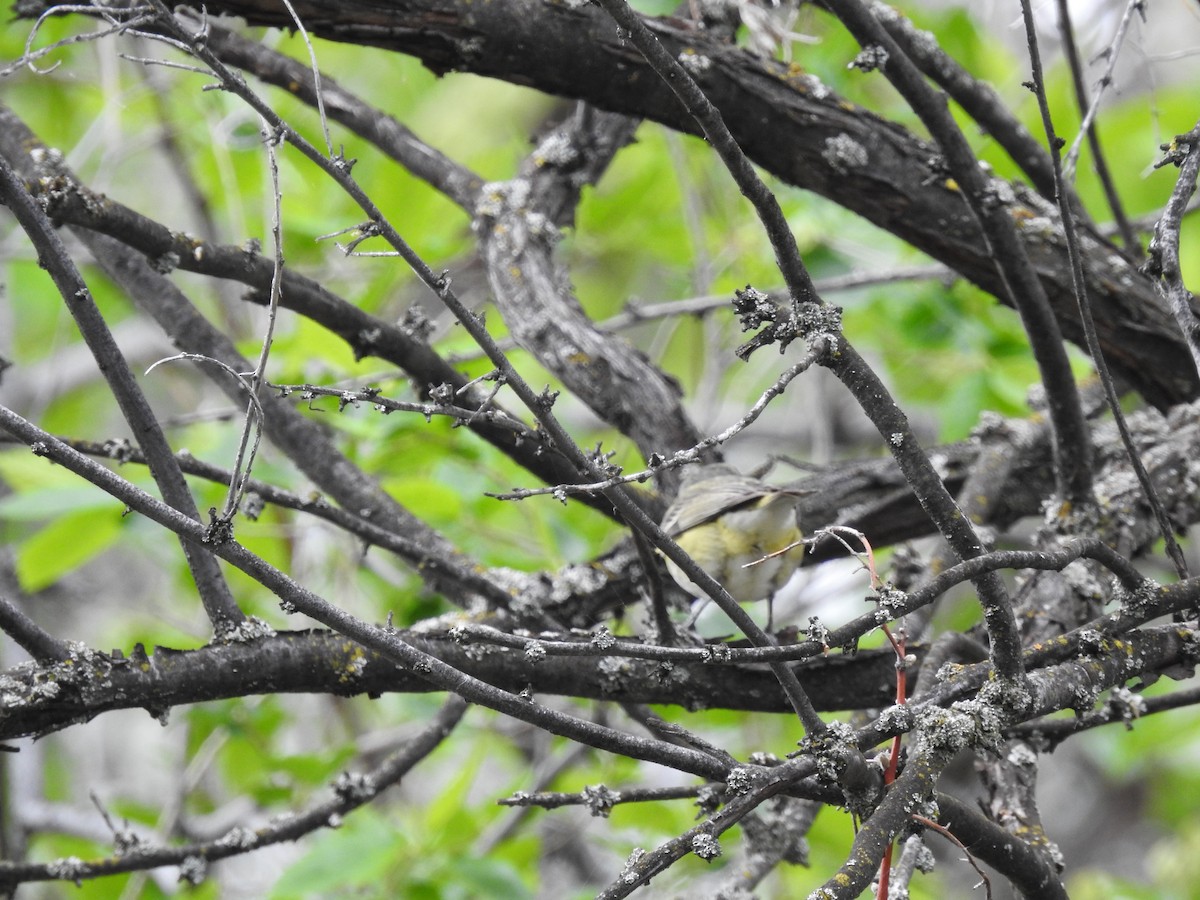 Cassin's Vireo - Doug Mongerson