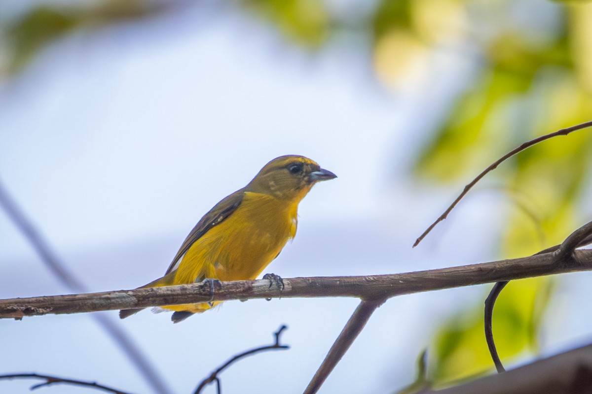 Scrub Euphonia - Michael Warner