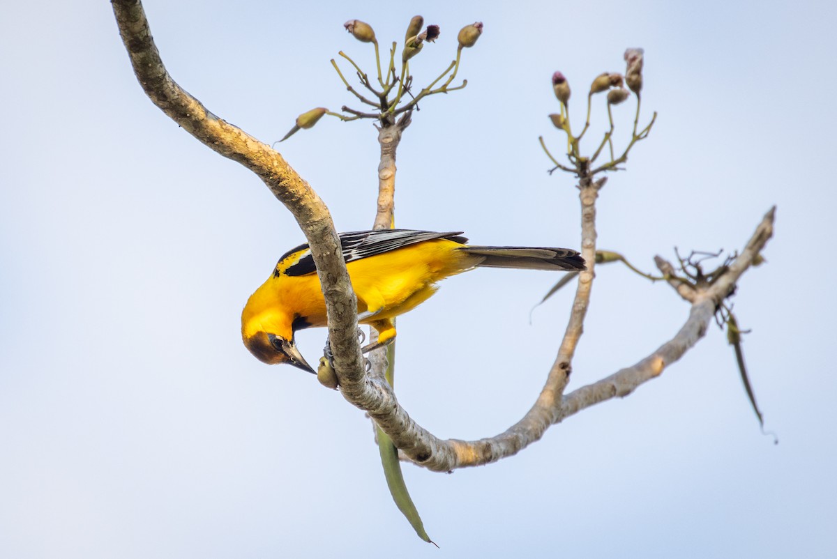 Streak-backed Oriole - Michael Warner